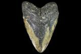 Bargain, Fossil Megalodon Tooth - North Carolina #91614-1